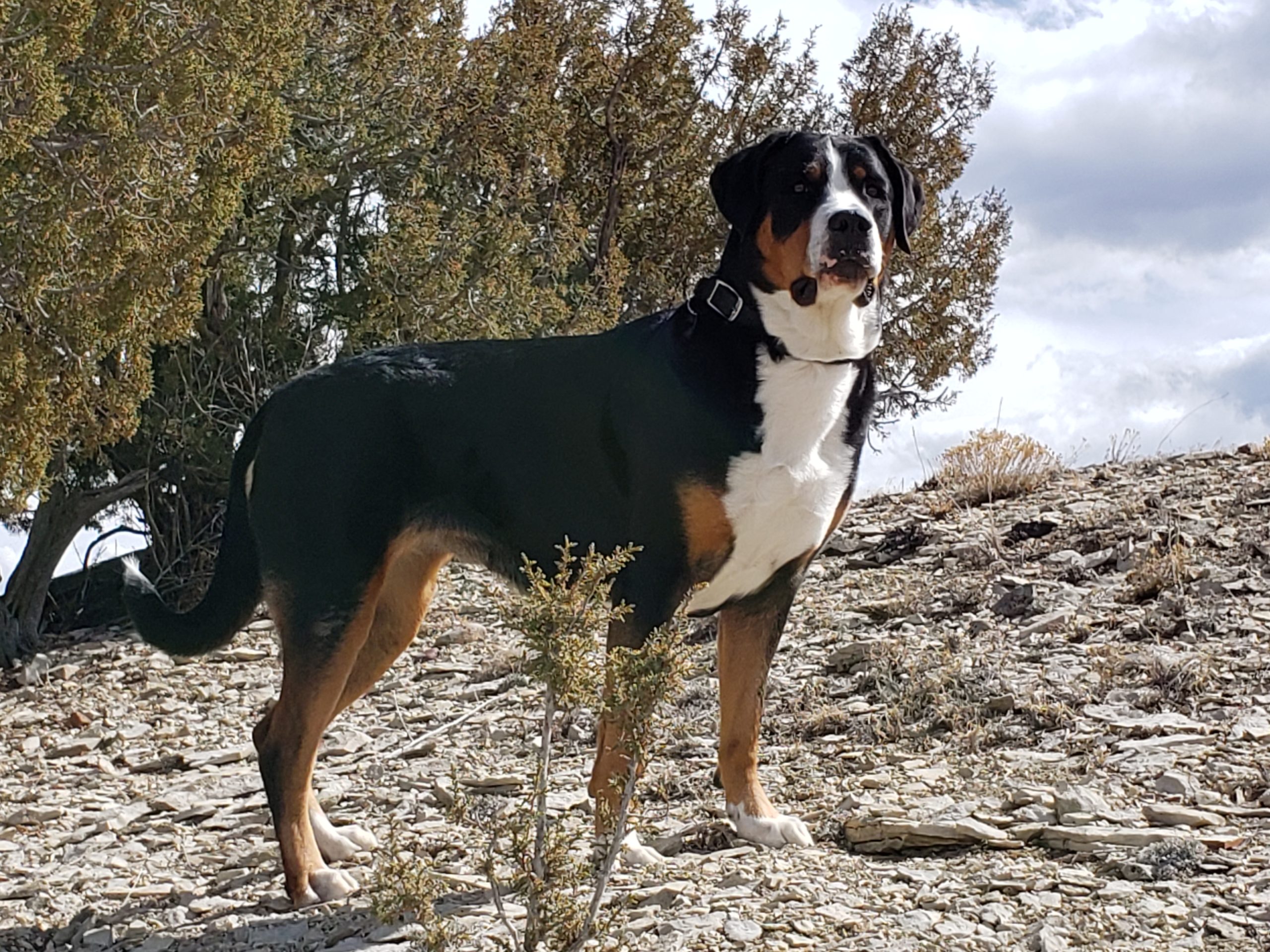 cornerstone bernese mountain dog
